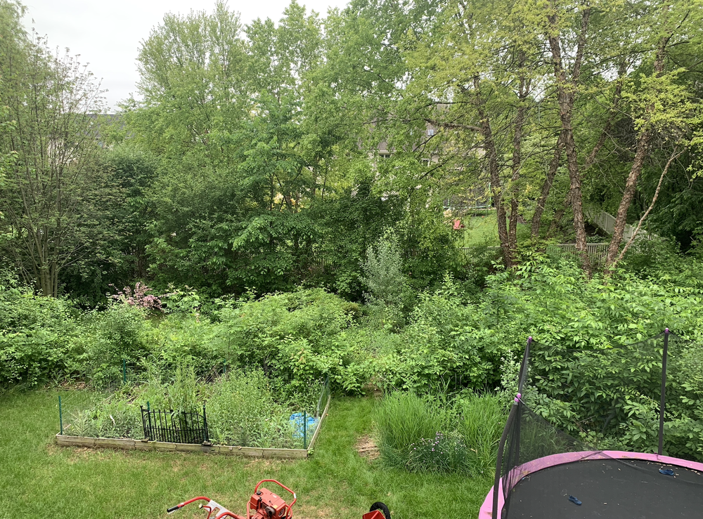 Before: overgrown brush and debris